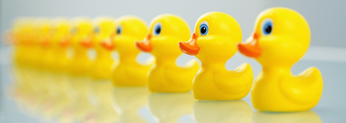 Ducks in a row w1400h500autocompress2 Cformatfitcropdm1737026501sb11180a718b24d7d1645fd7a95dc5c46